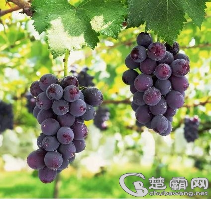 img.mp.sohu.jpg